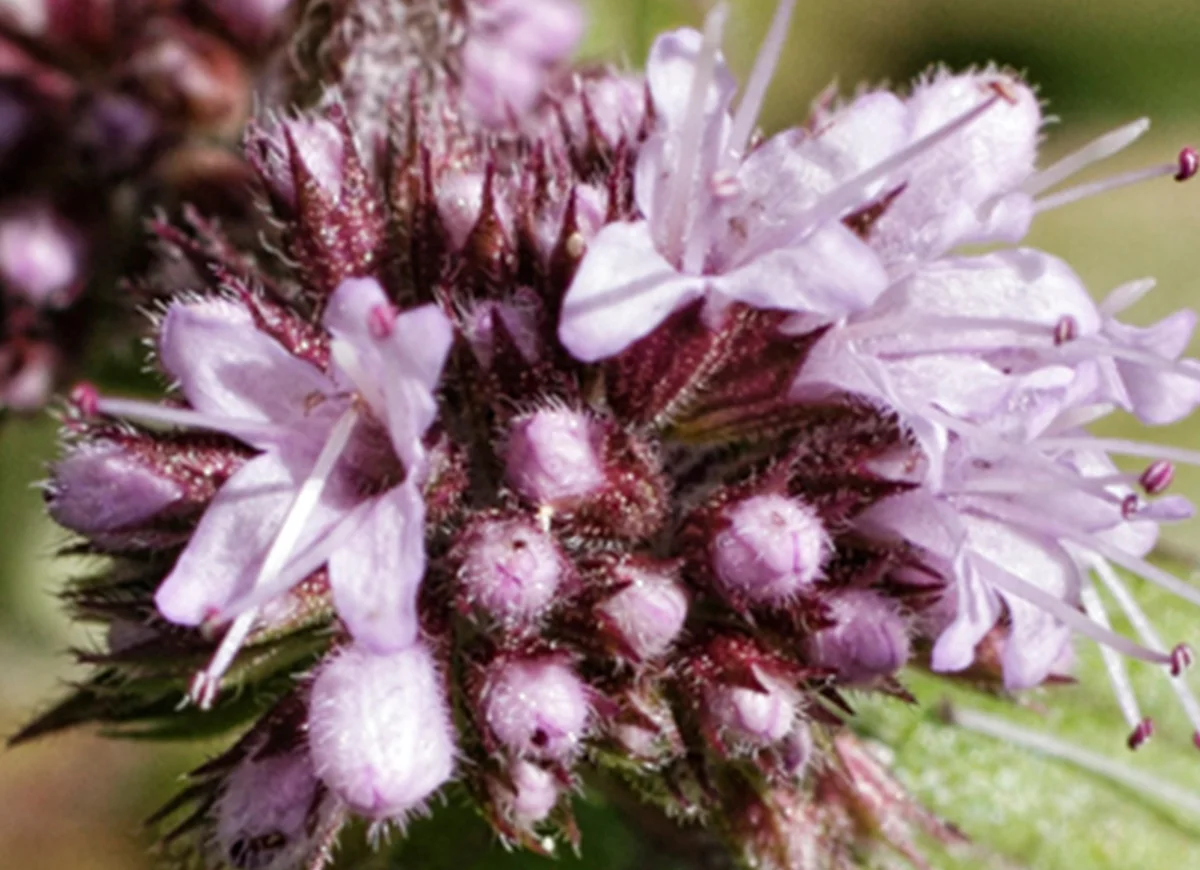 Ingrediënt: Water Mint